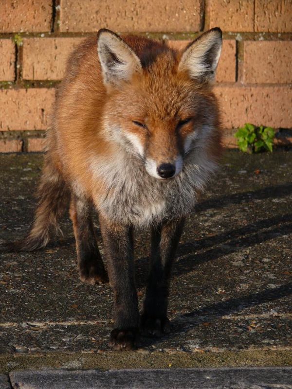 Urban Fox